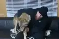 Анзор Болтукаев играет с настоящим волком - Видео