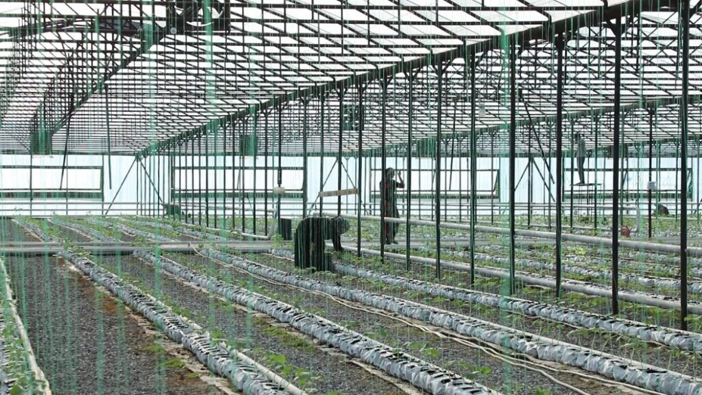 Министр Усман Баширов посетил с инспекцией подшефное ведомству тепличное хозяйство.